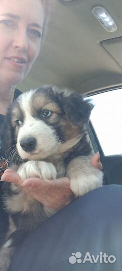 Щенки в добрые руки