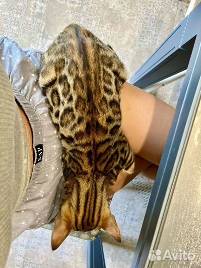 Бенгальские котята