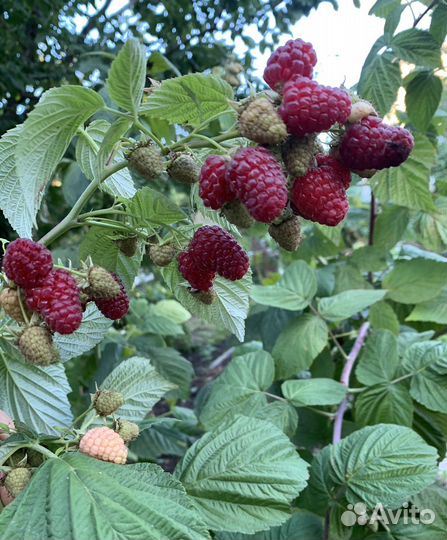 Саженцы малины