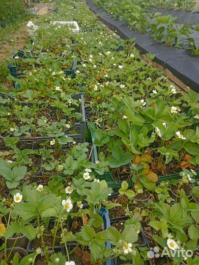 Клубника фестивальная рассада