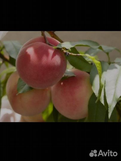 Саженцы персика