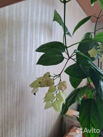 Клеродендрум