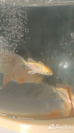 Вуалевый карп кои, карась комета