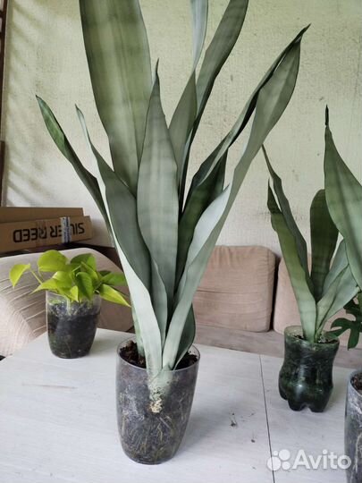 Сансевиерия муншайн. Закончились. Будут к весне