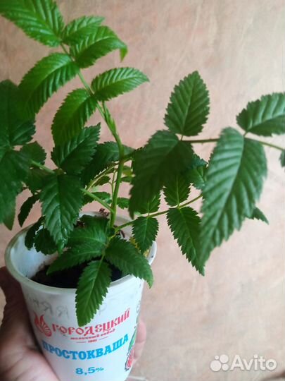 Малина саженцы