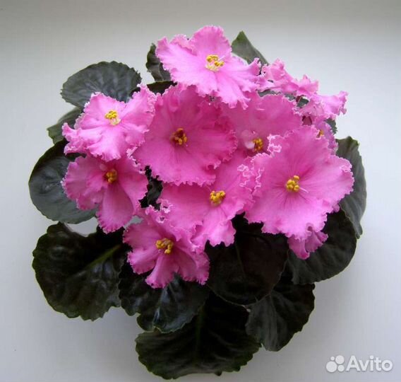 Детки сортовых фиалок