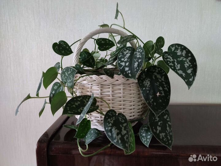 Сциндапсус пиктус