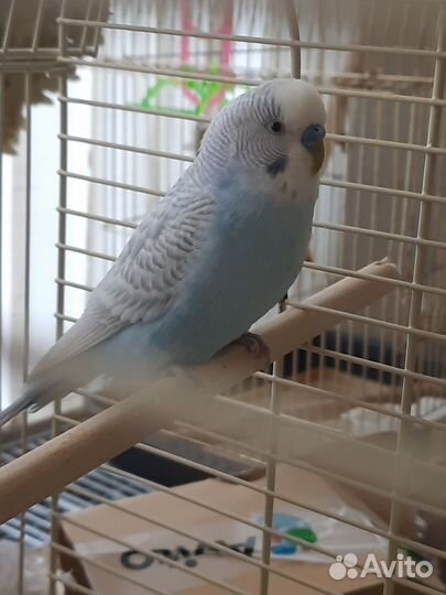Волнистый попугай с клеткой