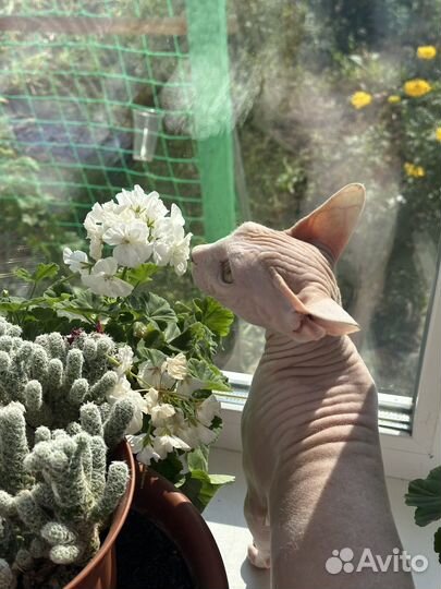 Канадский сфинкс