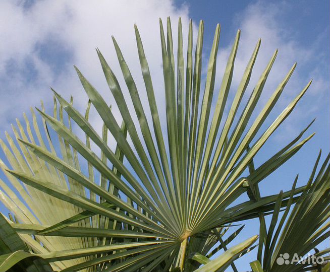 Трахикарпус Форчуна, семена