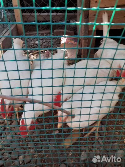 Домашние животные птицы