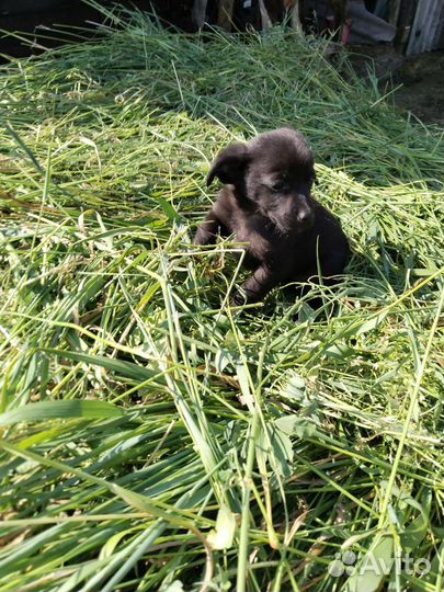 Щенок породистый той - терьер