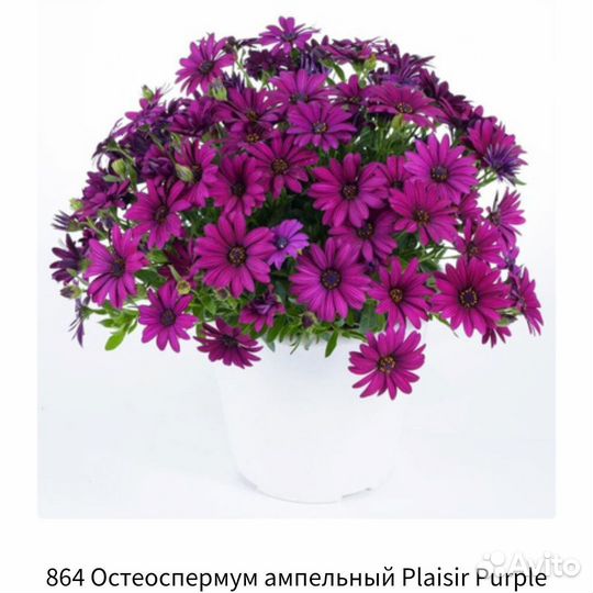 Остеоспермум вегетативный