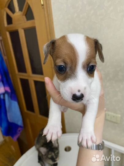 Джек Рассел терьер