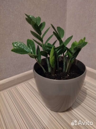 Замиокулькас