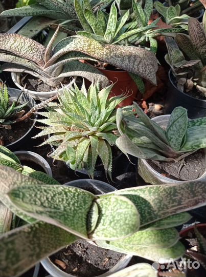 Хавортии,гастерии и другие суккуленты