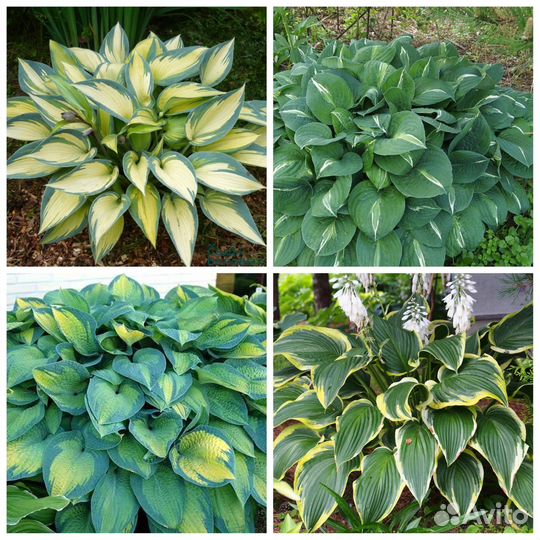 Саженцы хосты