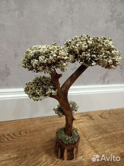 Дерево из цетрарии