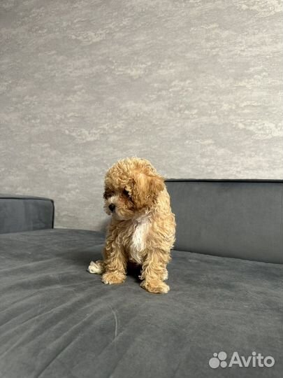 Щенок мальтипу f1 мини мальчик