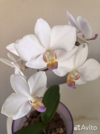 Орхидея Хатуюки