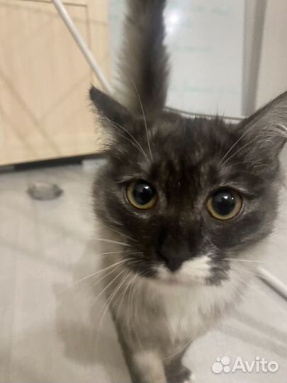 Котенок ищет дом
