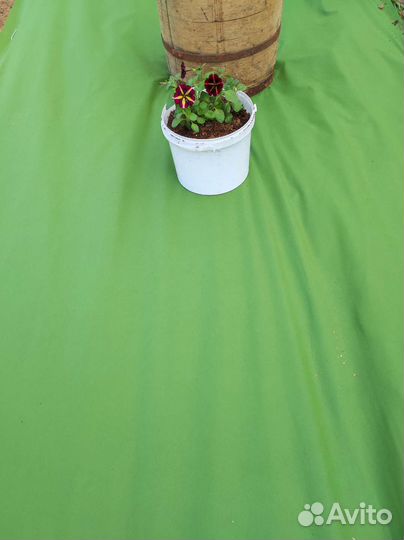 Спанбонд зеленый