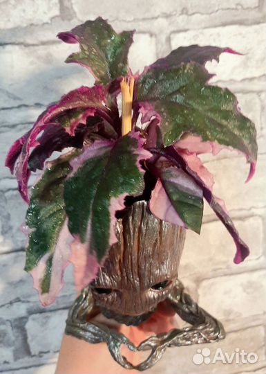 Гинура вариегатная