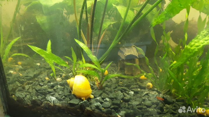 Аквариумные рыбки и растения