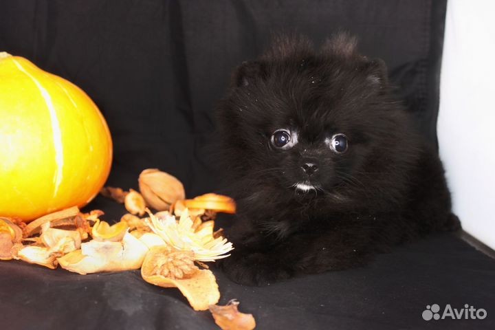 Померанский шпиц мини девочка