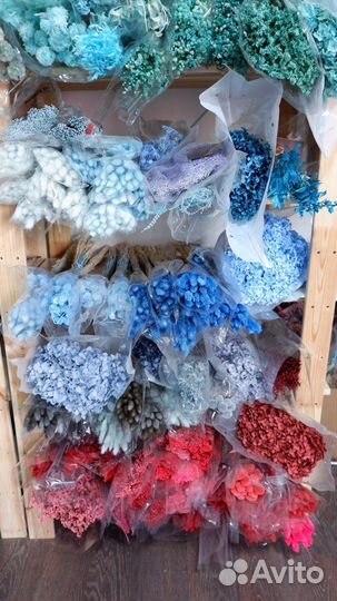 Сухоцветы, опт, стабилизированные цветы