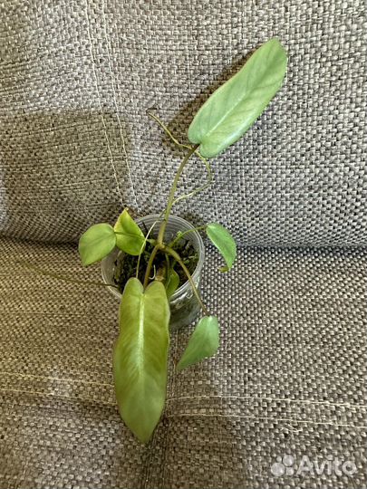 Филодендрон Атабапоэнс