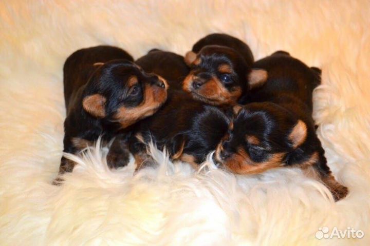 Чистокровные щенки Йорка