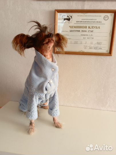 Плюшевый комбинезончик на маленькую собачку