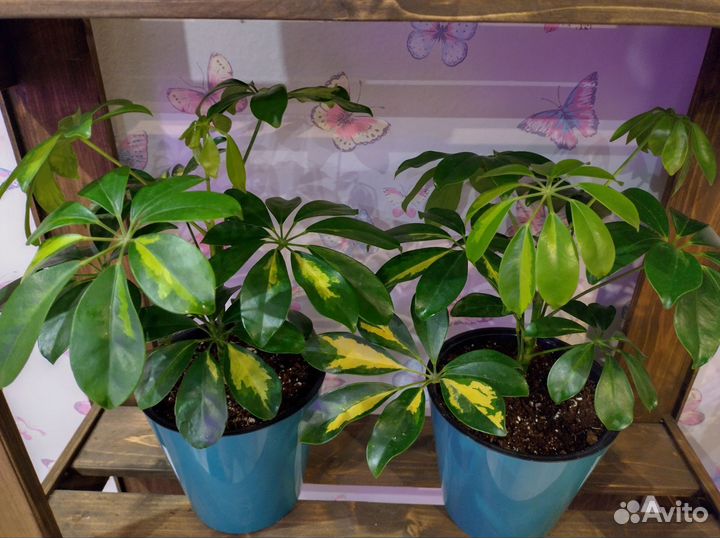 Шефлера Шеффлера сингониум флекси пинк