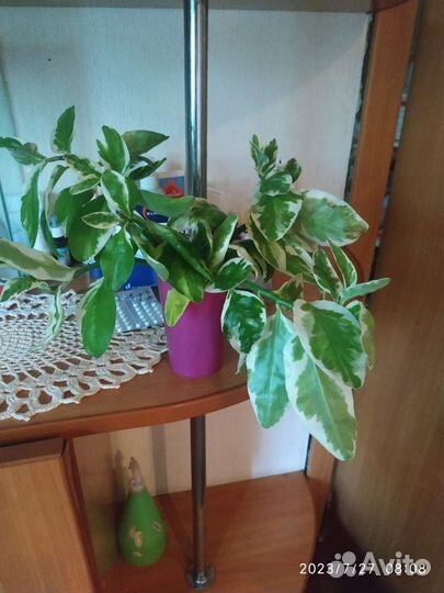 Комнатные цветы