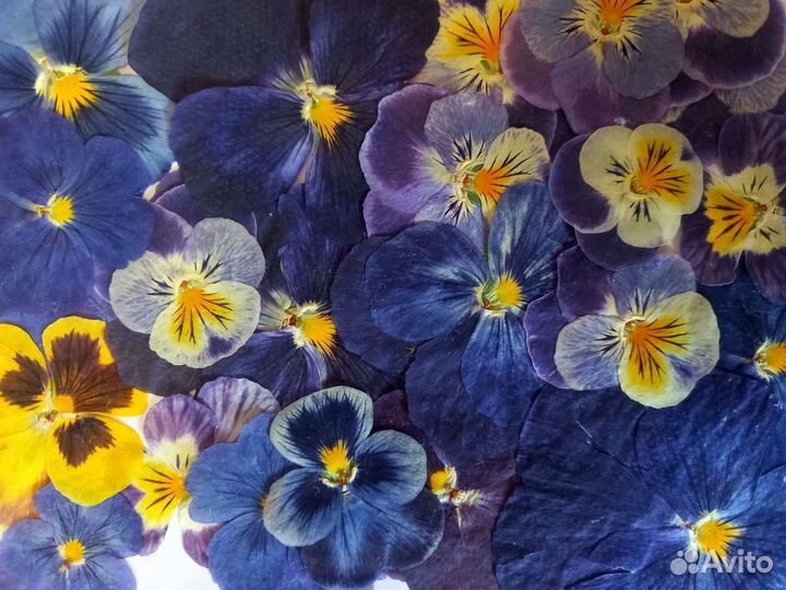 Сухоцветы, Виола (Анютины глазки)