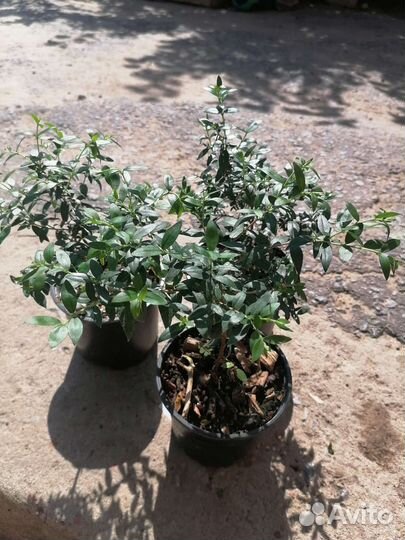 Олива и комнатные