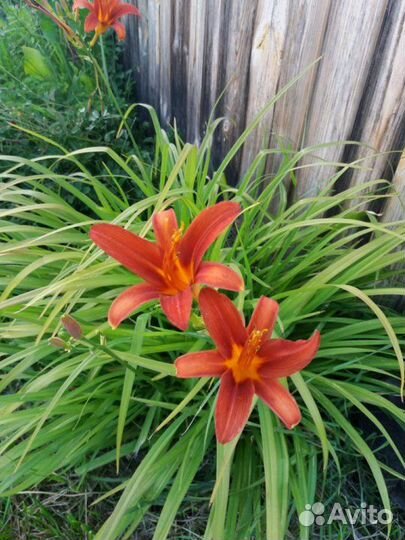 Цветы лилии, лилейники