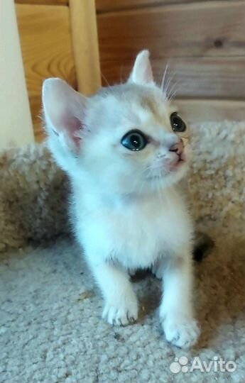 Очаровательные малыши