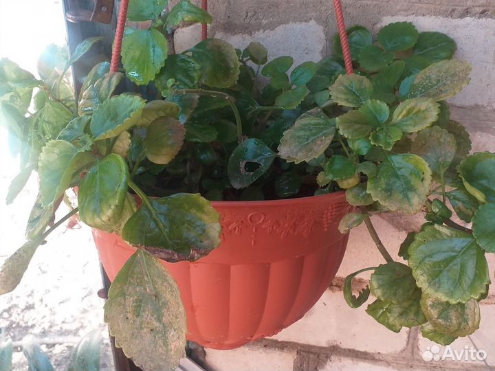 Комнатные цветы