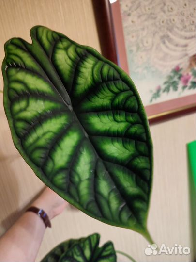 Алоказия шкура дракона
