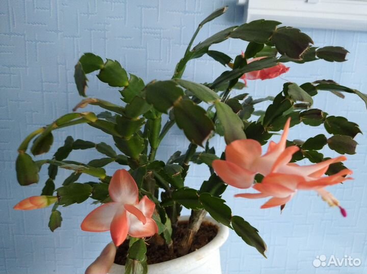 Декабрист шлюмбергера