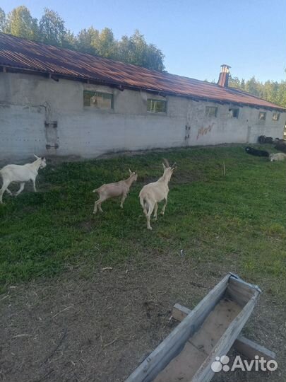 Козы козлята козлы