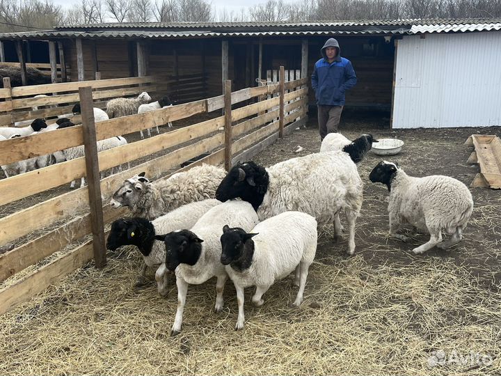 Бараны Дорпер