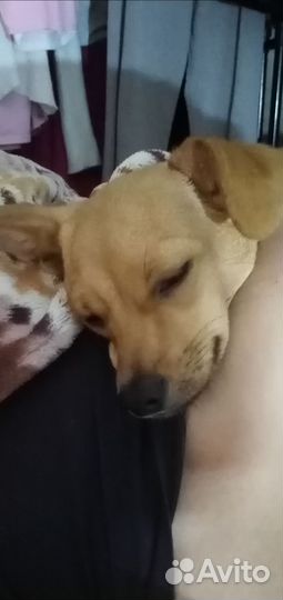 Собака тойтерьер мальчик