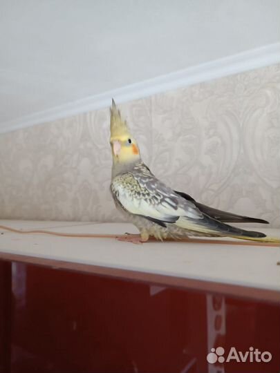 Попугай корелла птенец 2 месяца