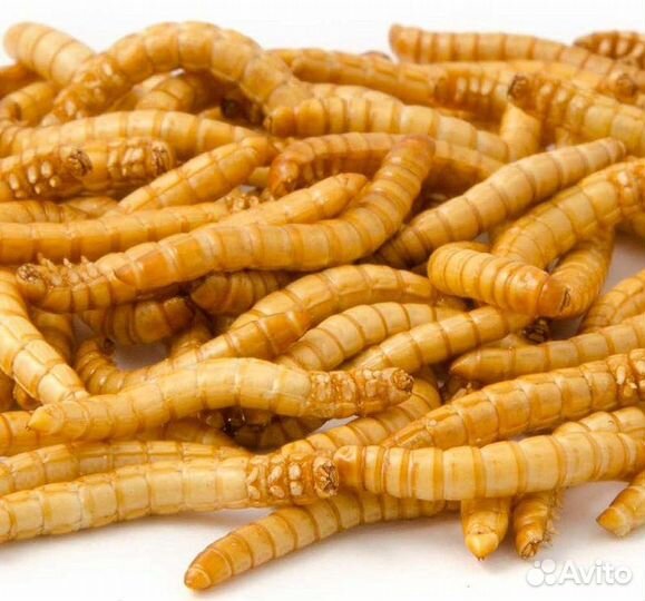 Мучной червь живой