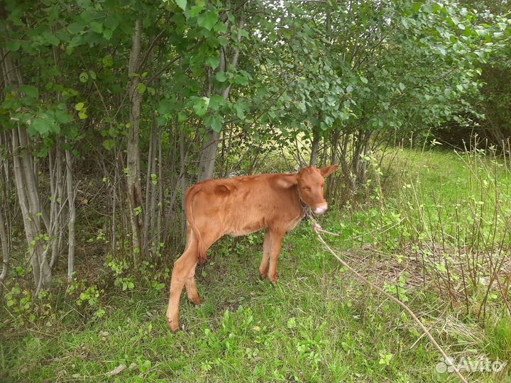 Коровы телки