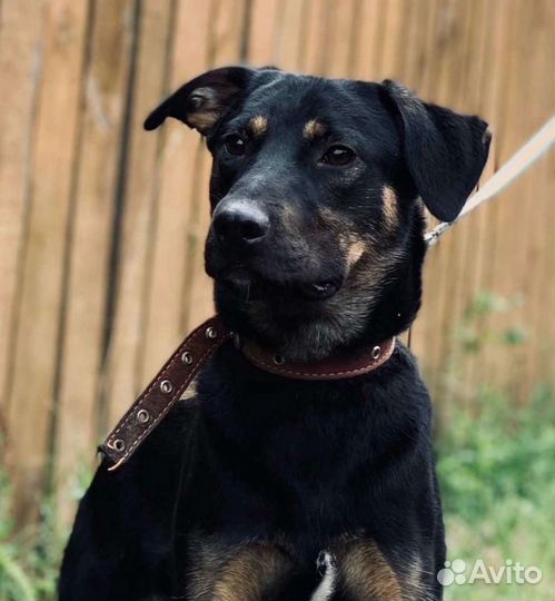 Молодой пёс в дар