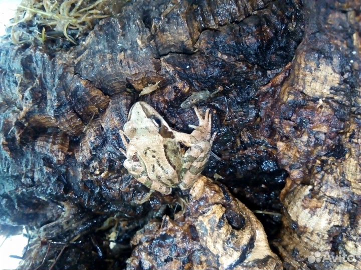 Лягушки заморозка